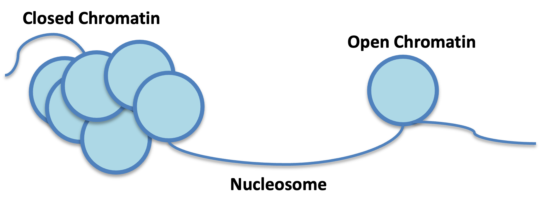 Chromatin Accessibility Results