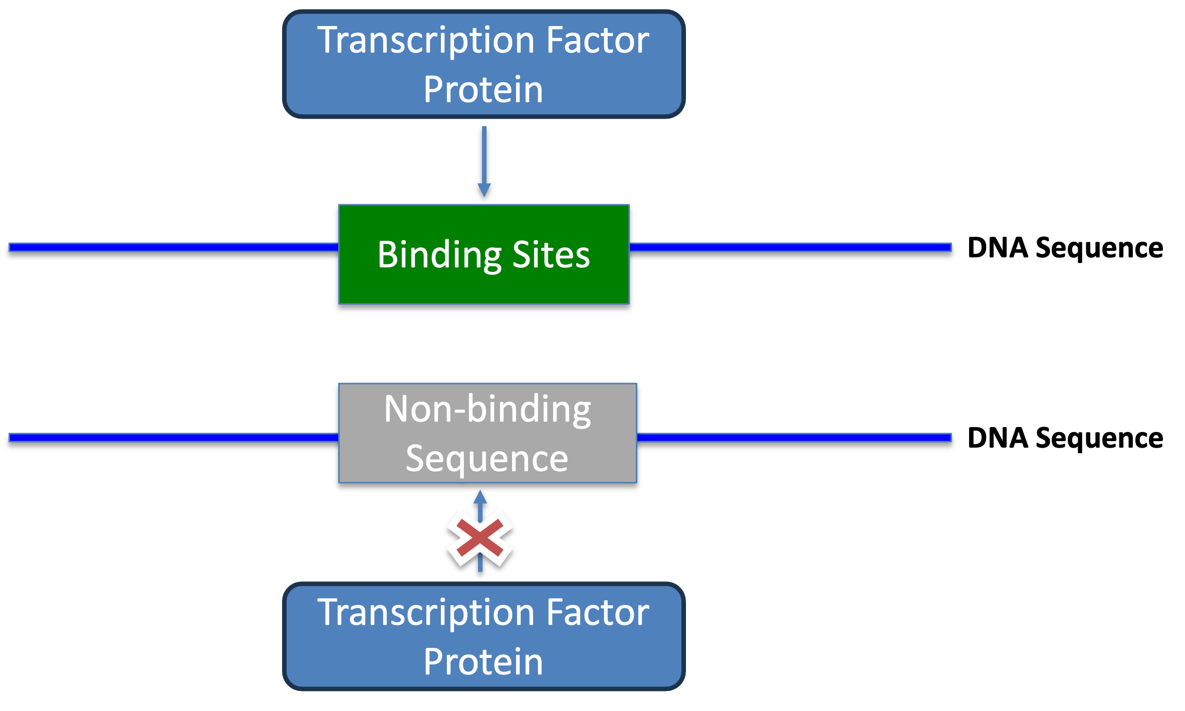 TF Binding Results